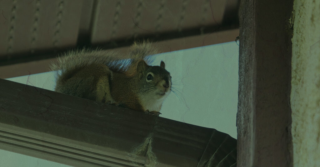 wildlife in HVAC unit